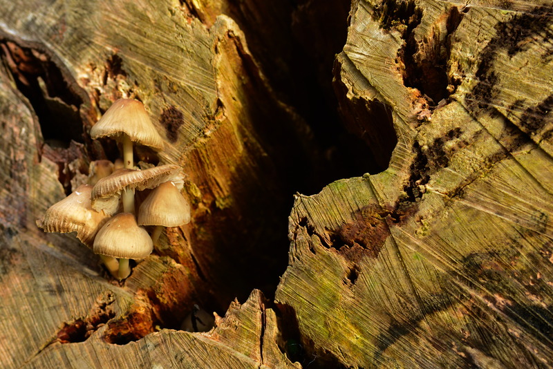 Pilze auf einem Baum